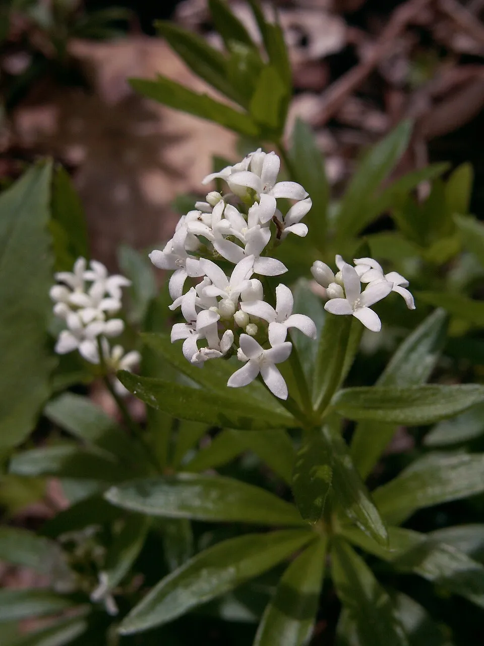 Szagos müge / Galium odoratum