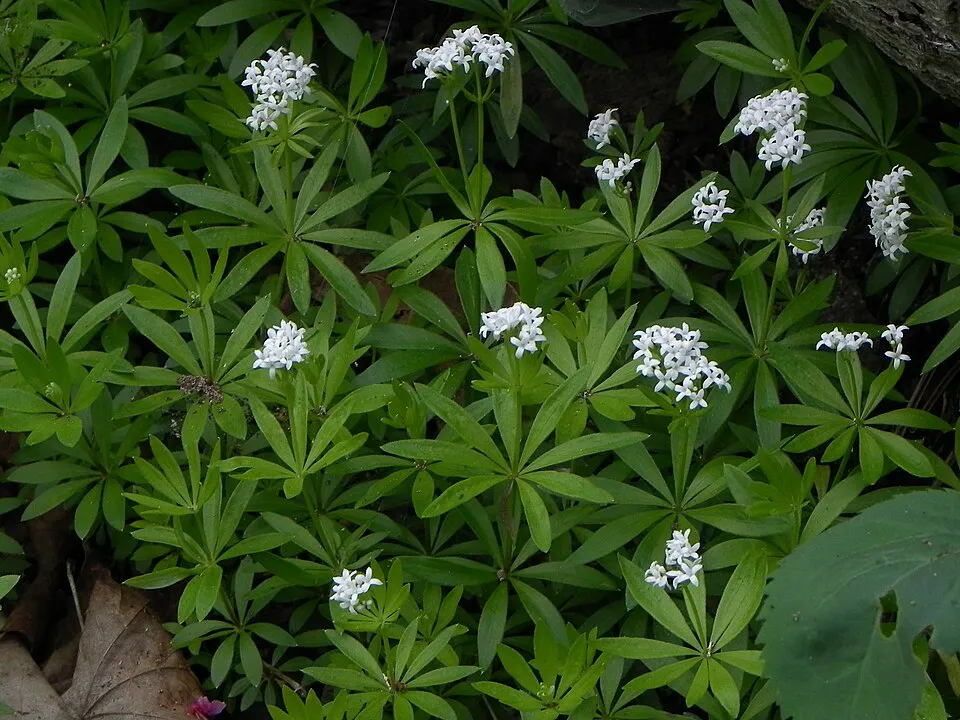 Szagos müge / Galium odoratum