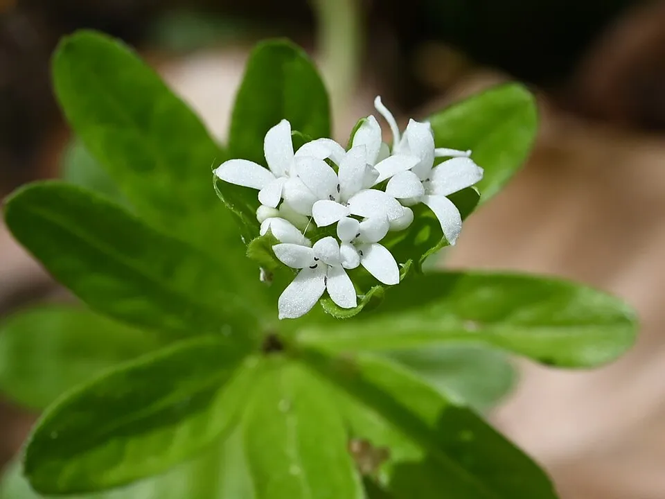 Szagos müge / Galium odoratum