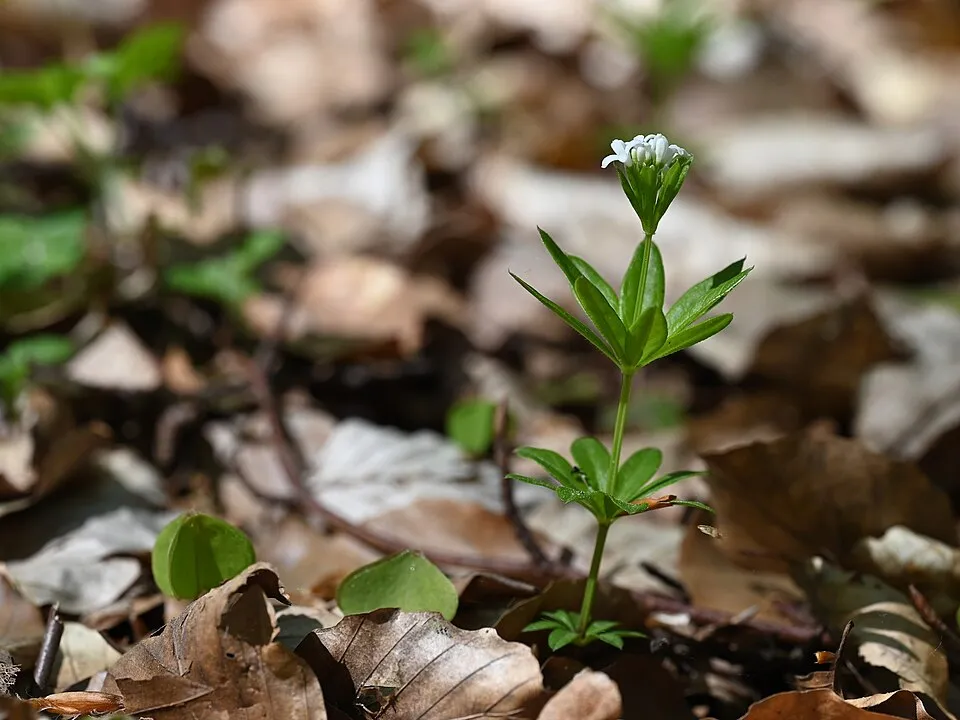 Szagos müge / Galium odoratum