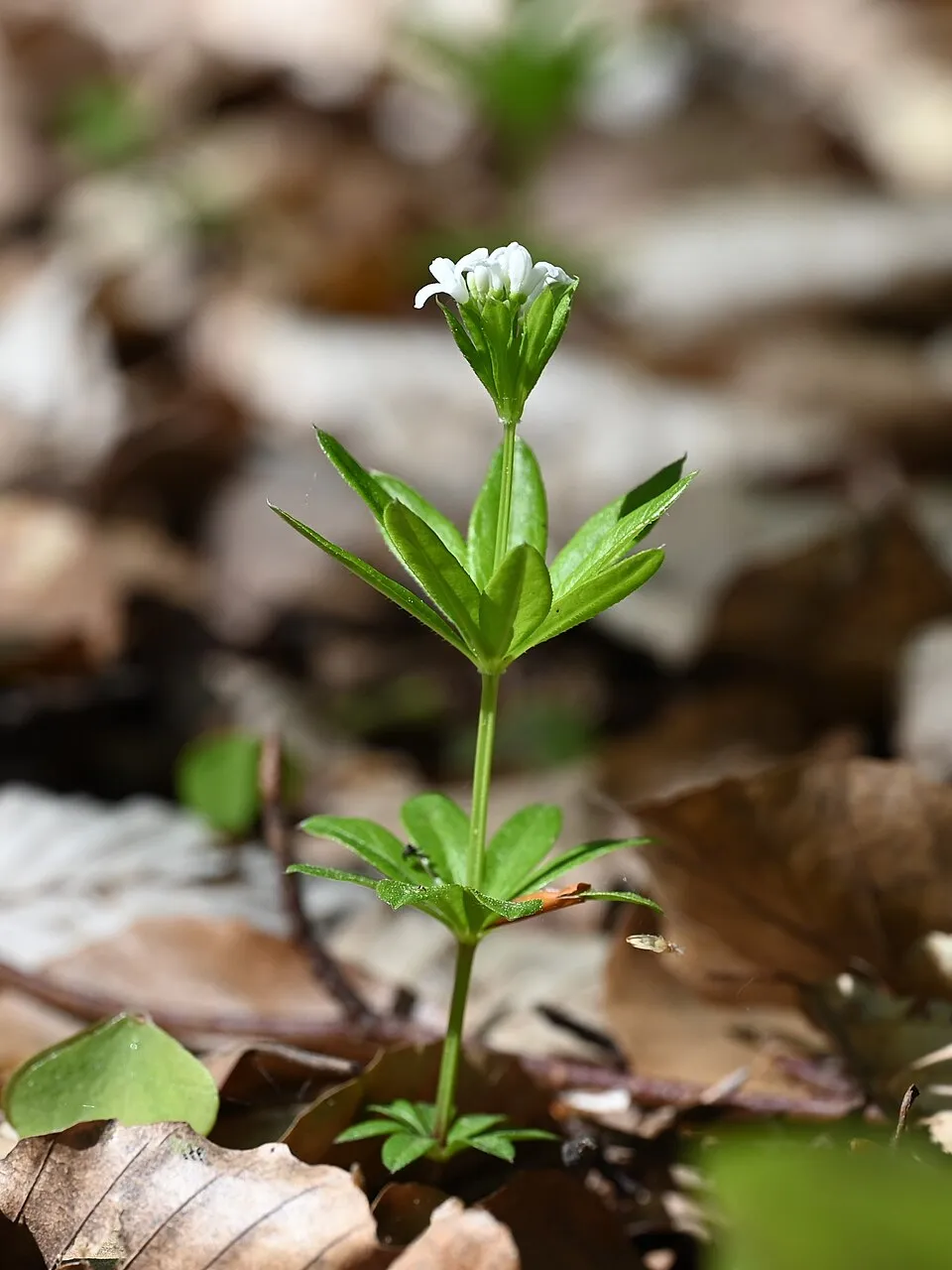 Szagos müge / Galium odoratum