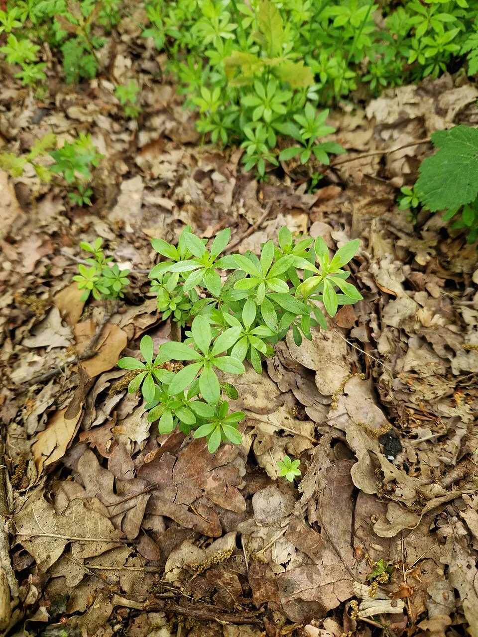 Szagos müge / Galium odoratum