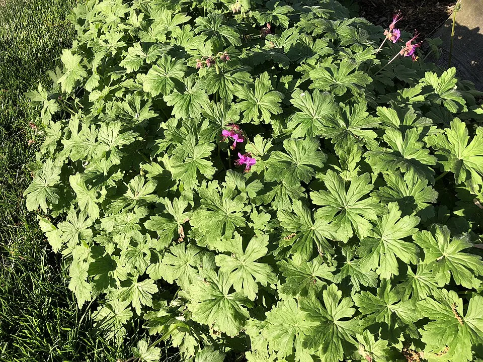 Gólyaorr / Geranium 'Chantilly'