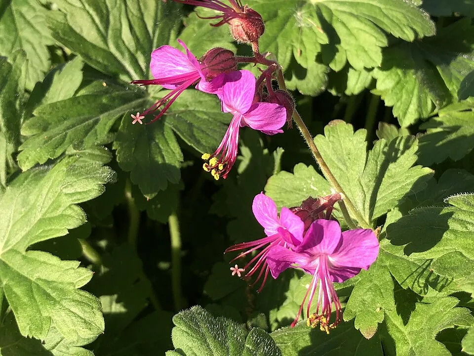 Gólyaorr / Geranium 'Chantilly'