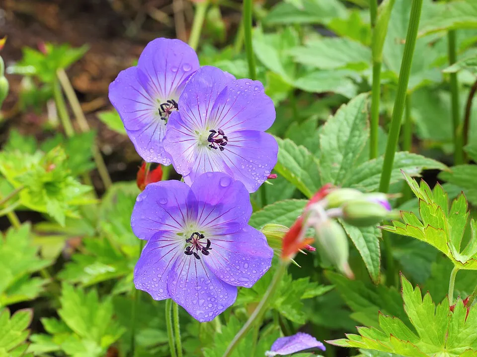 Gólyaorr / Geranium FRIVOLIUS 'Pink'