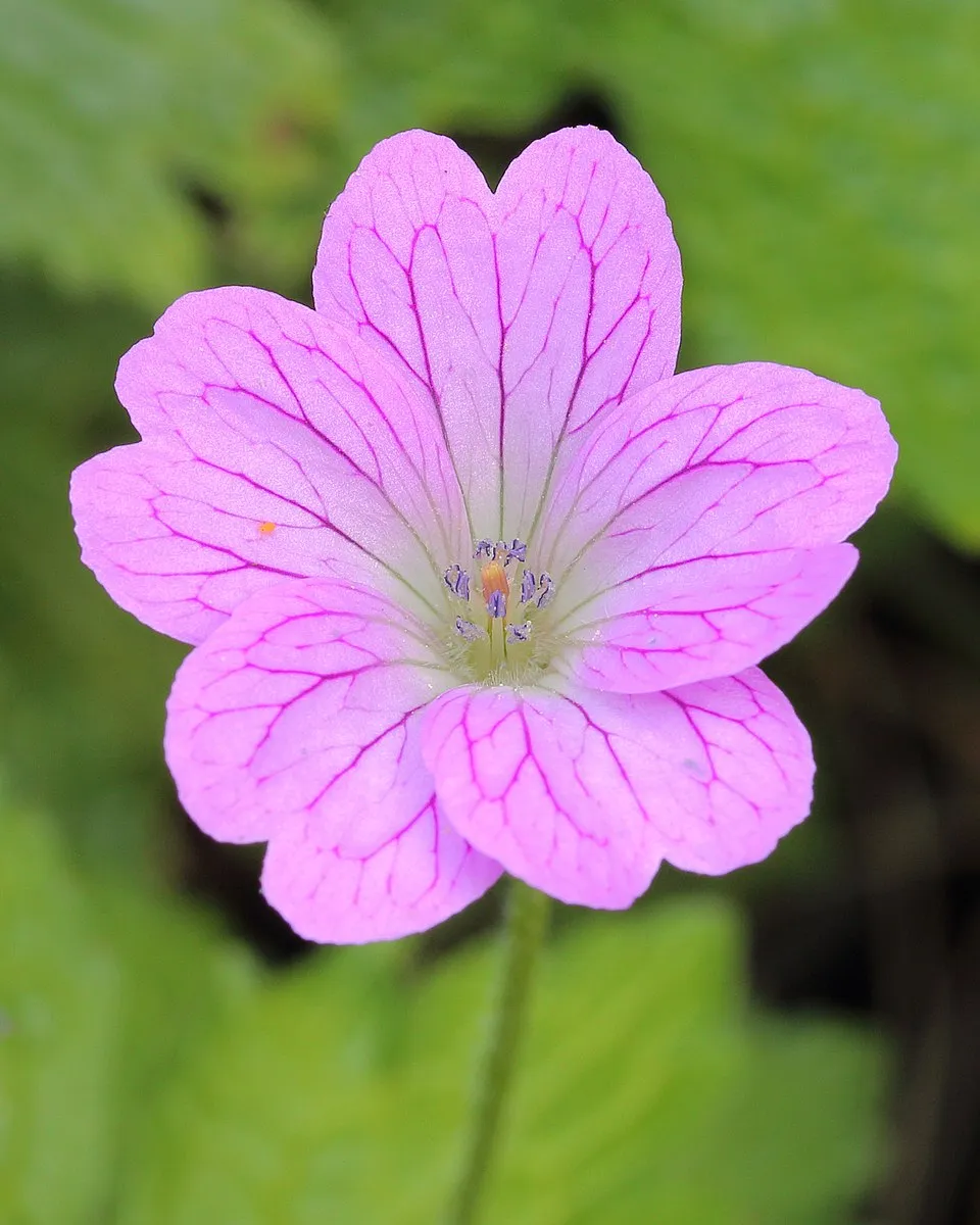Gólyaorr / Geranium FRIVOLIUS 'Pink'