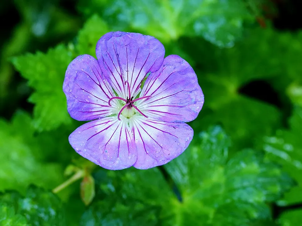Gólyaorr / Geranium FRIVOLIUS 'Pink'