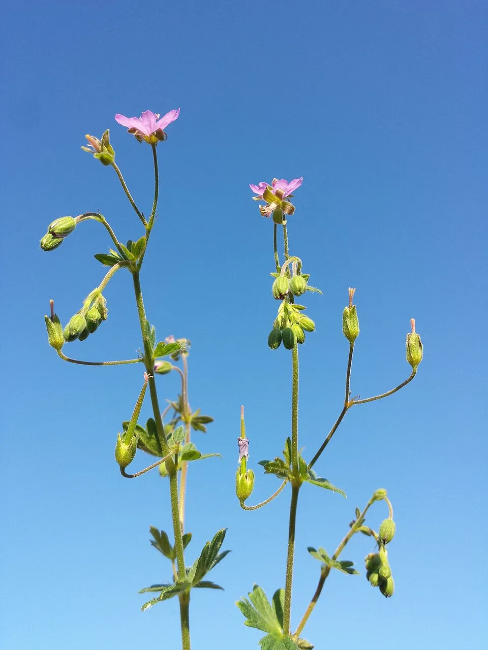 Gólyaorr / Geranium FRIVOLIUS 'Pink'