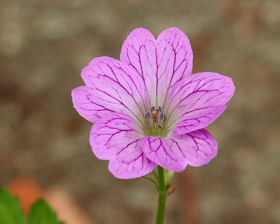 Gólyaorr / Geranium FRIVOLIUS 'Pink'