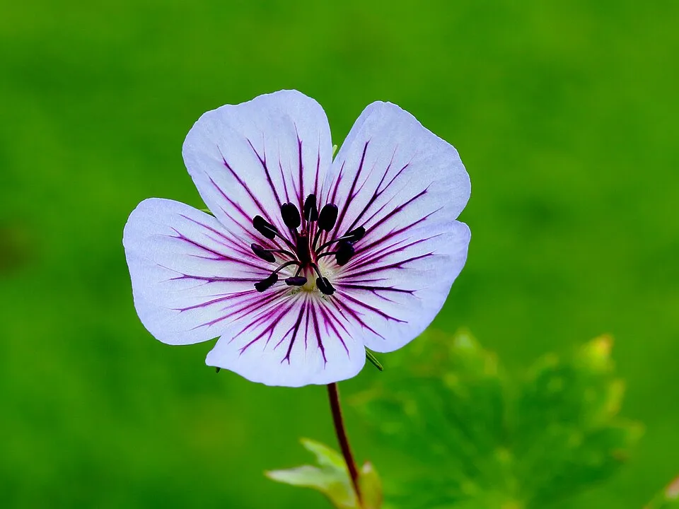 Gólyaorr / Geranium FRIVOLIUS 'Pink'