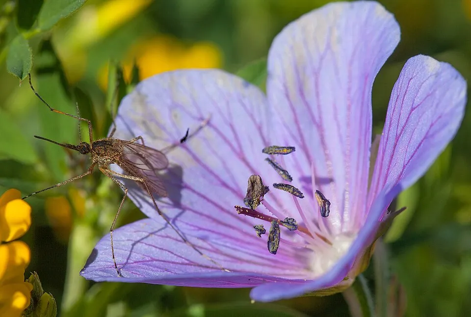 Gólyaorr / Geranium FRIVOLIUS 'Purple'