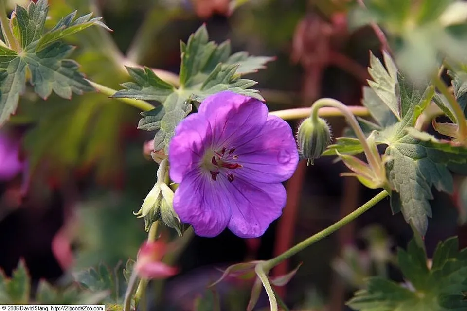 Gólyaorr / Geranium FRIVOLIUS 'Purple'