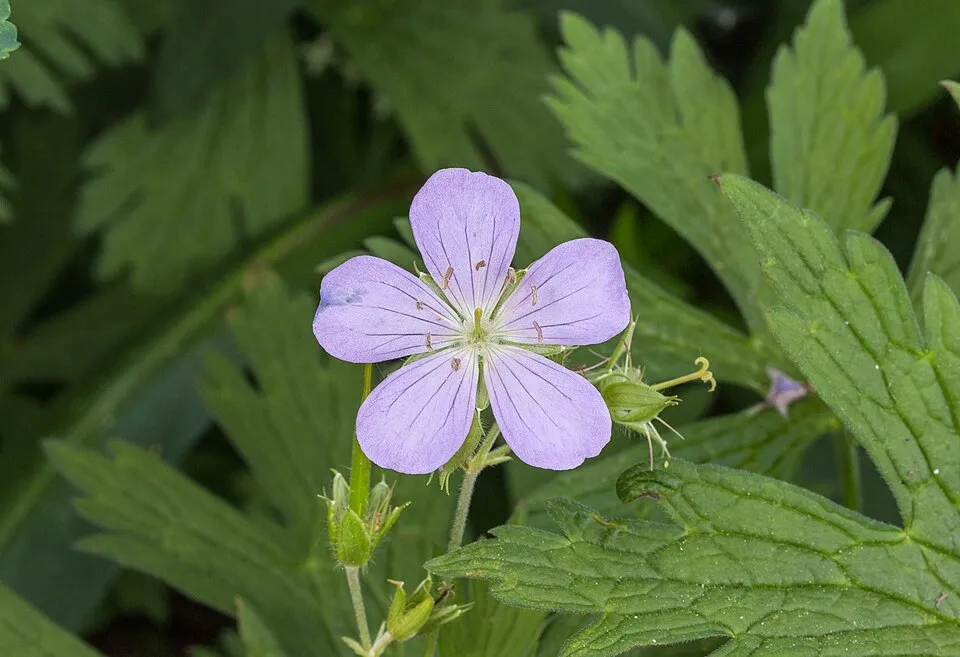 Gólyaorr / Geranium FRIVOLIUS 'Rose'