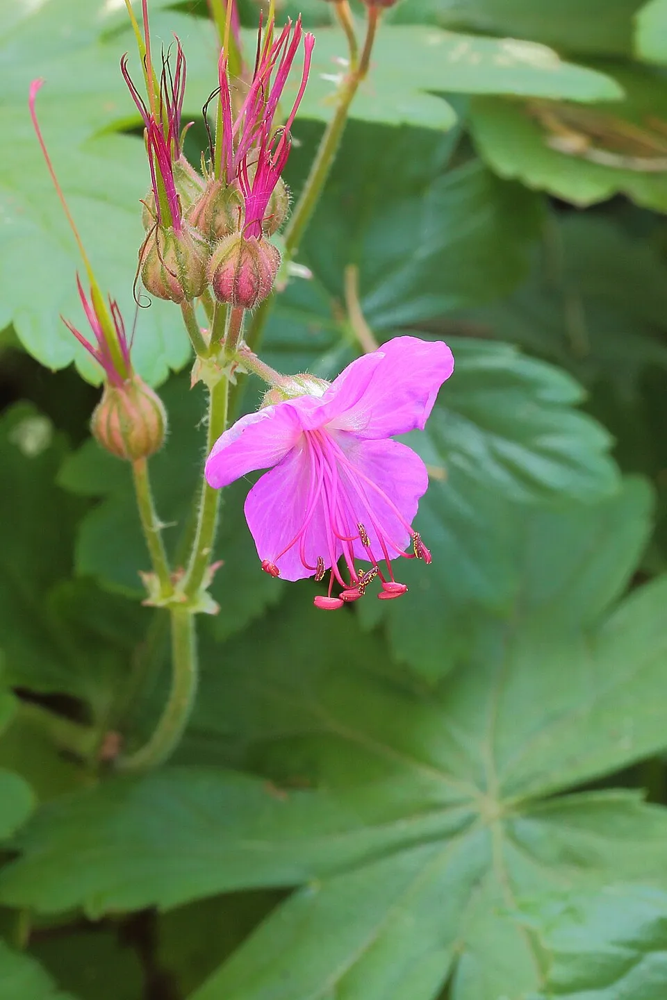 Gólyaorr / Geranium FRIVOLIUS 'Rose'