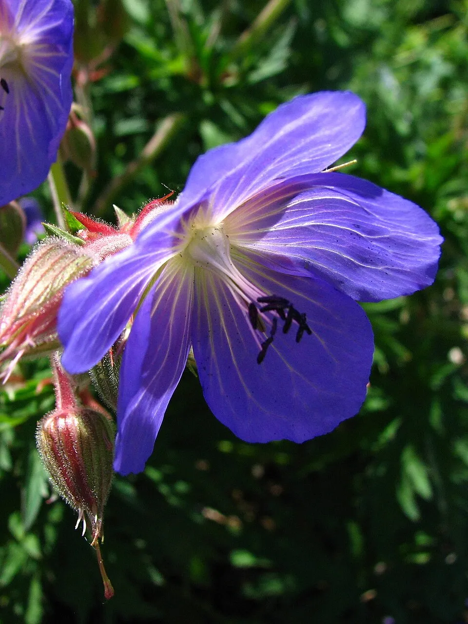 Gólyaorr / Geranium 'Johnson's Blue'