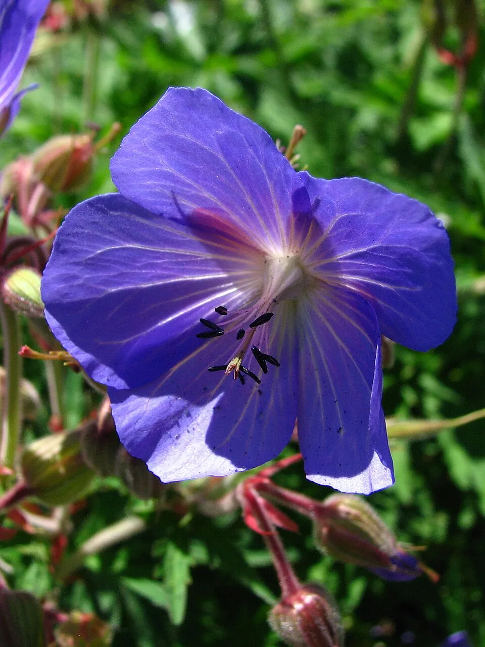 Gólyaorr / Geranium 'Johnson's Blue'
