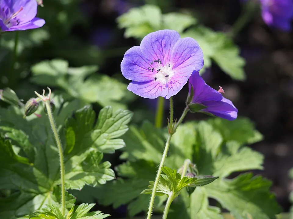 Gólyaorr / Geranium 'Johnson's Blue'