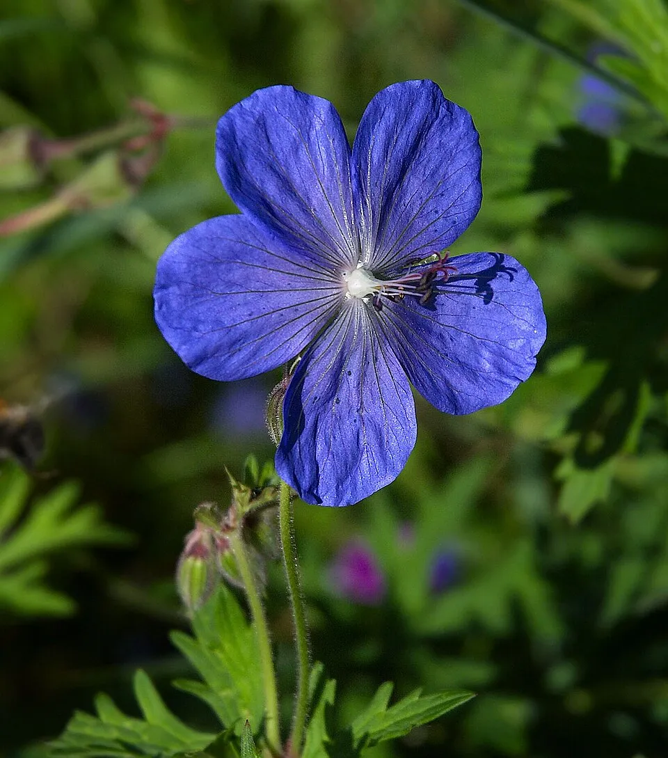 Gólyaorr / Geranium 'Johnson's Blue'