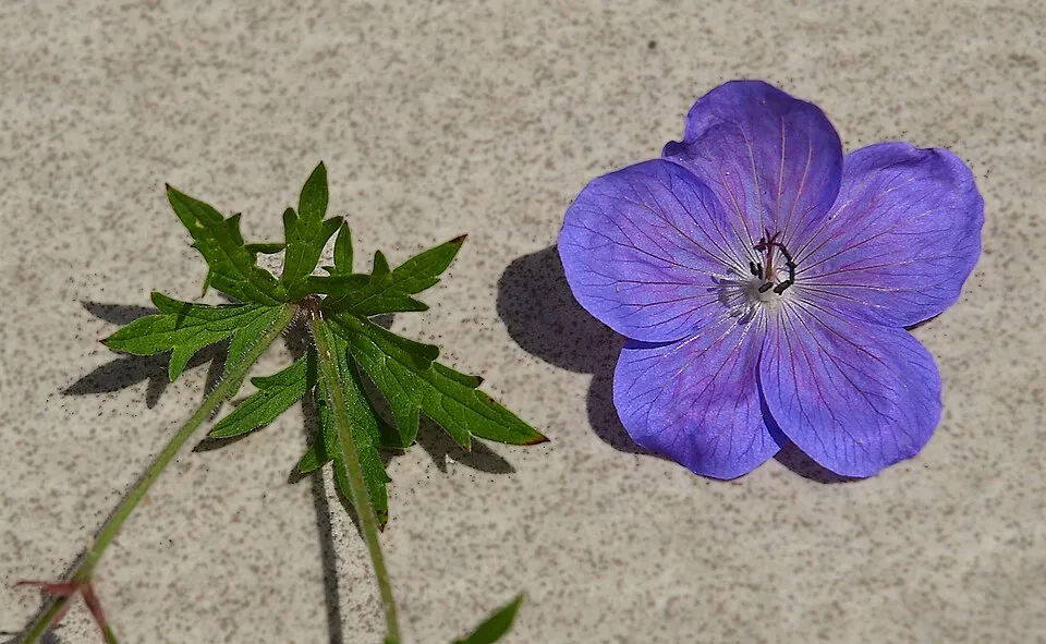 Gólyaorr / Geranium 'Johnson's Blue'