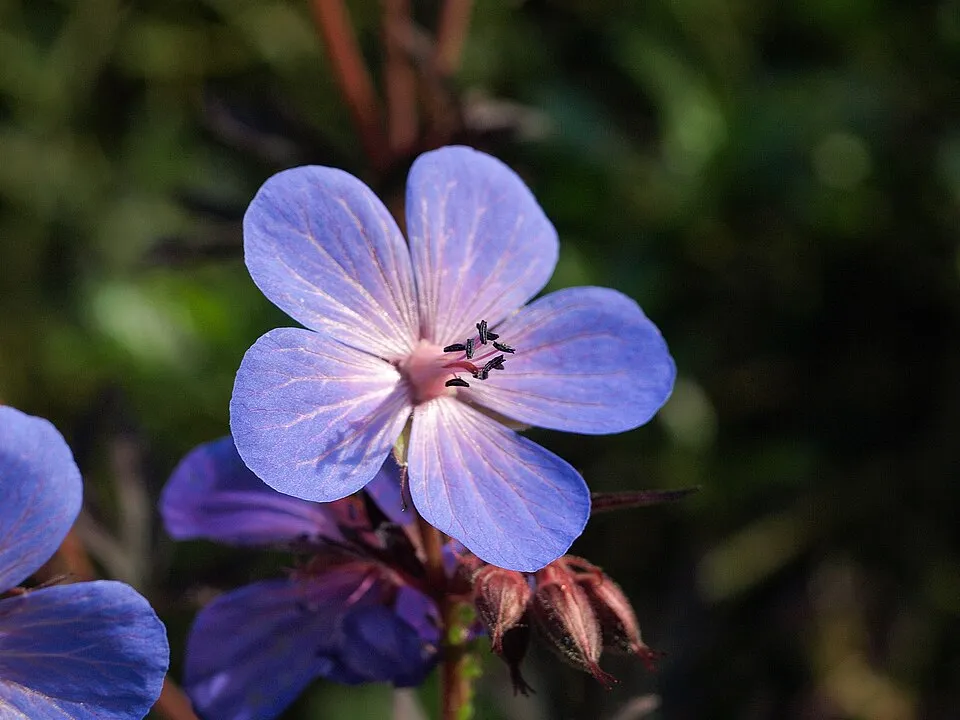 Gólyaorr / Geranium 'Johnson's Blue'
