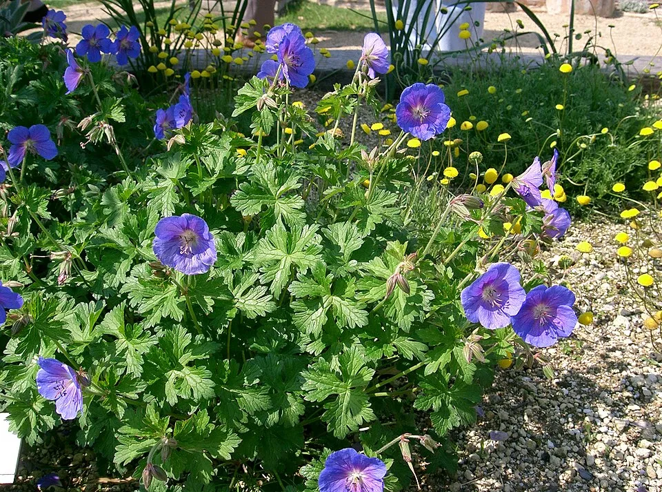 Gólyaorr / Geranium 'Johnson's Blue'
