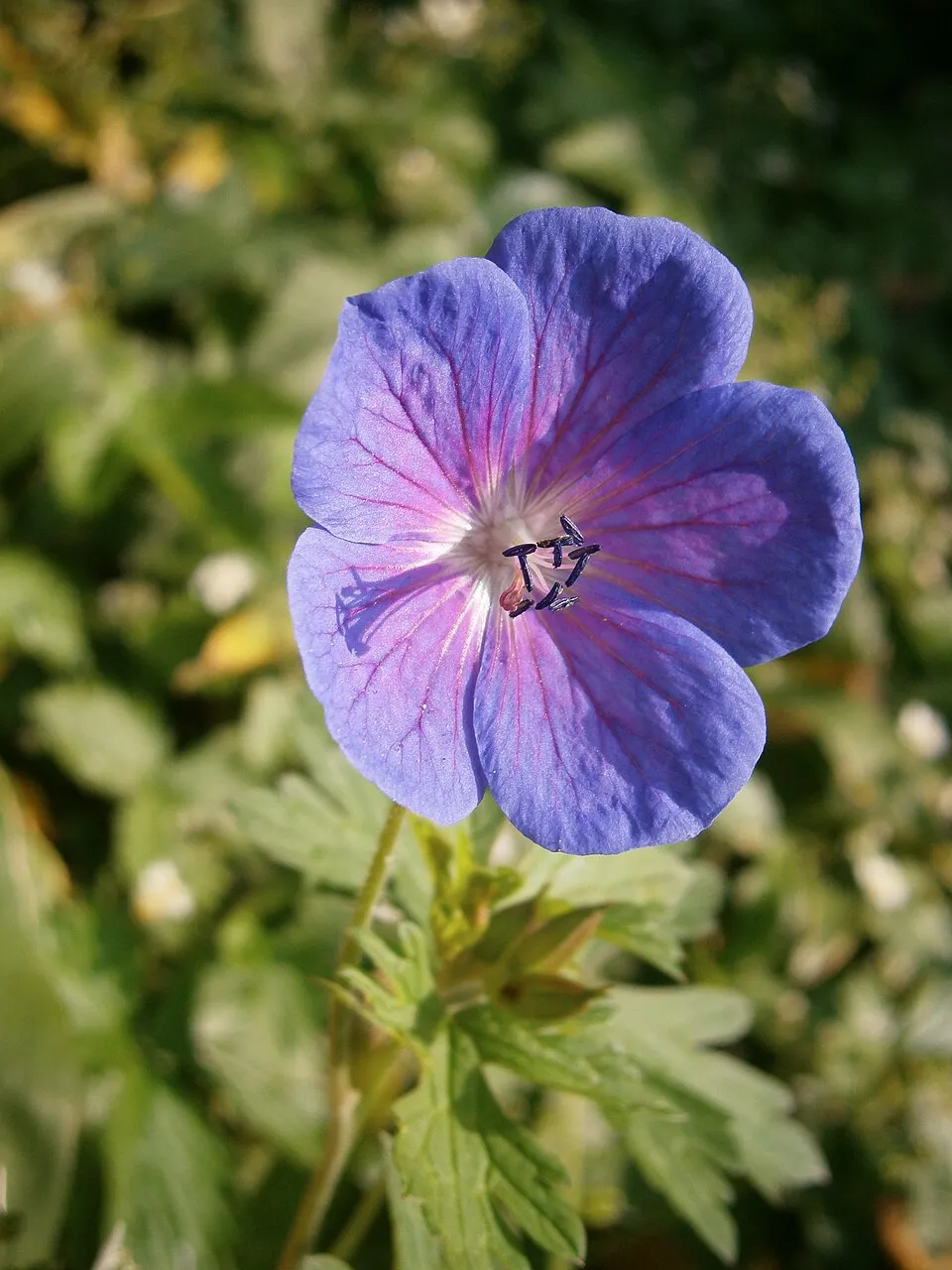 Gólyaorr / Geranium 'Johnson's Blue'