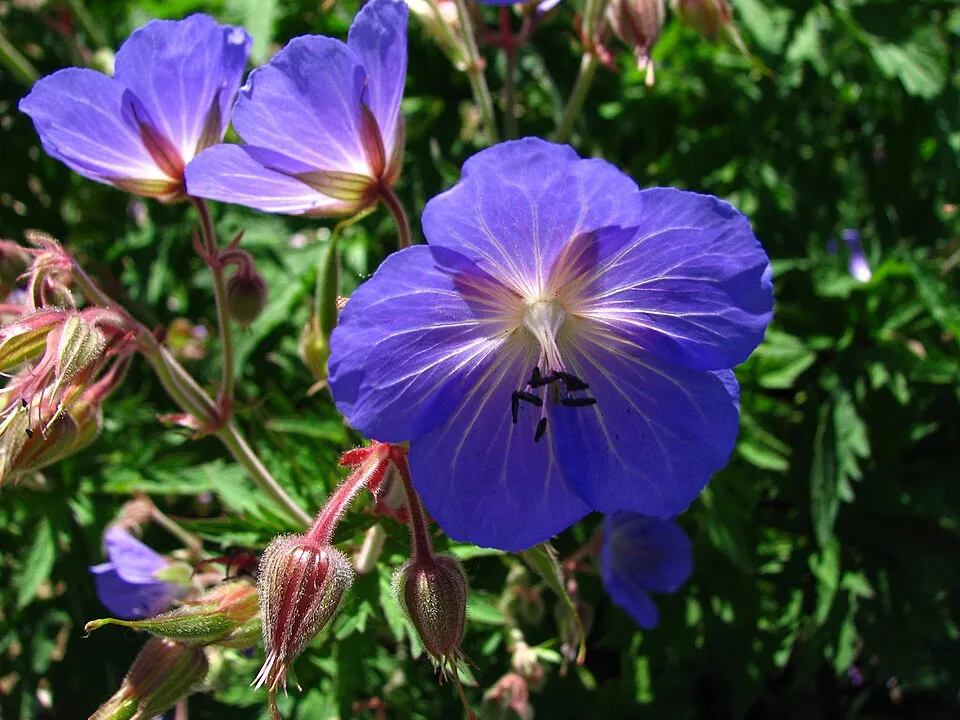 Gólyaorr / Geranium 'Johnson's Blue'