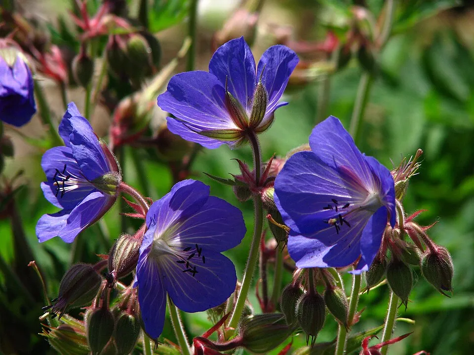 Gólyaorr / Geranium 'Johnson's Blue'