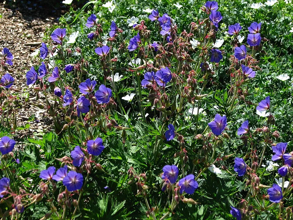 Gólyaorr / Geranium 'Johnson's Blue'