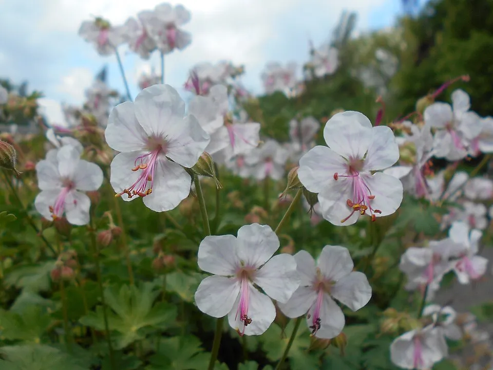 Angol gólyaorr / Geranium × cantabrigiense 'Biokovo'