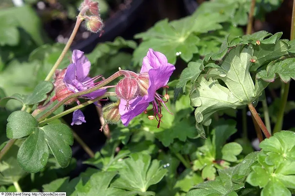 Angol gólyaorr / Geranium × cantabrigiense 'Biokovo'
