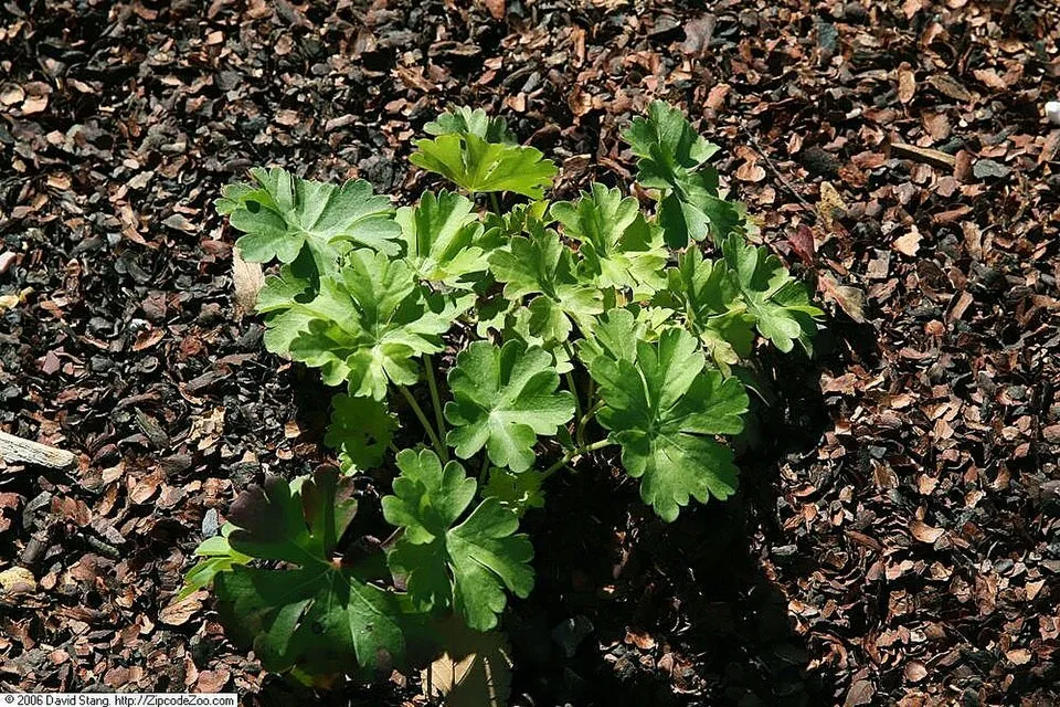Angol gólyaorr / Geranium × cantabrigiense 'Biokovo'