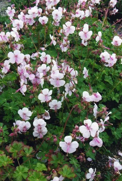 Angol gólyaorr / Geranium × cantabrigiense 'Biokovo'