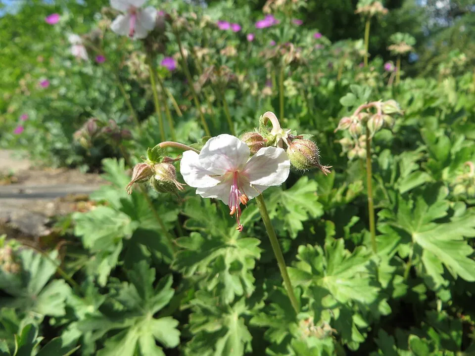 Angol gólyaorr / Geranium × cantabrigiense 'Biokovo'