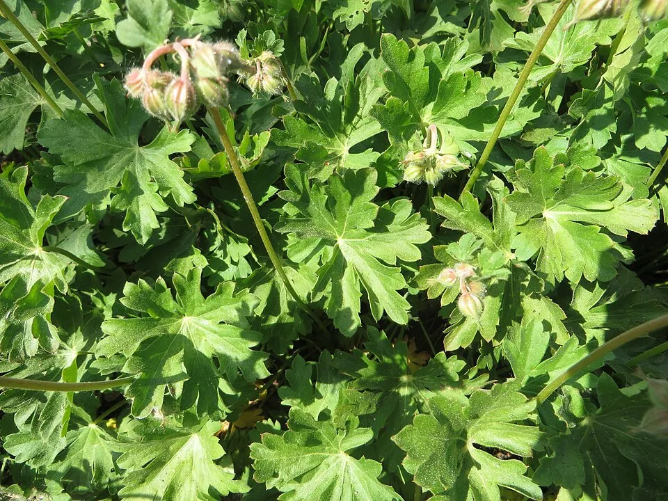 Angol gólyaorr / Geranium × cantabrigiense 'Biokovo'