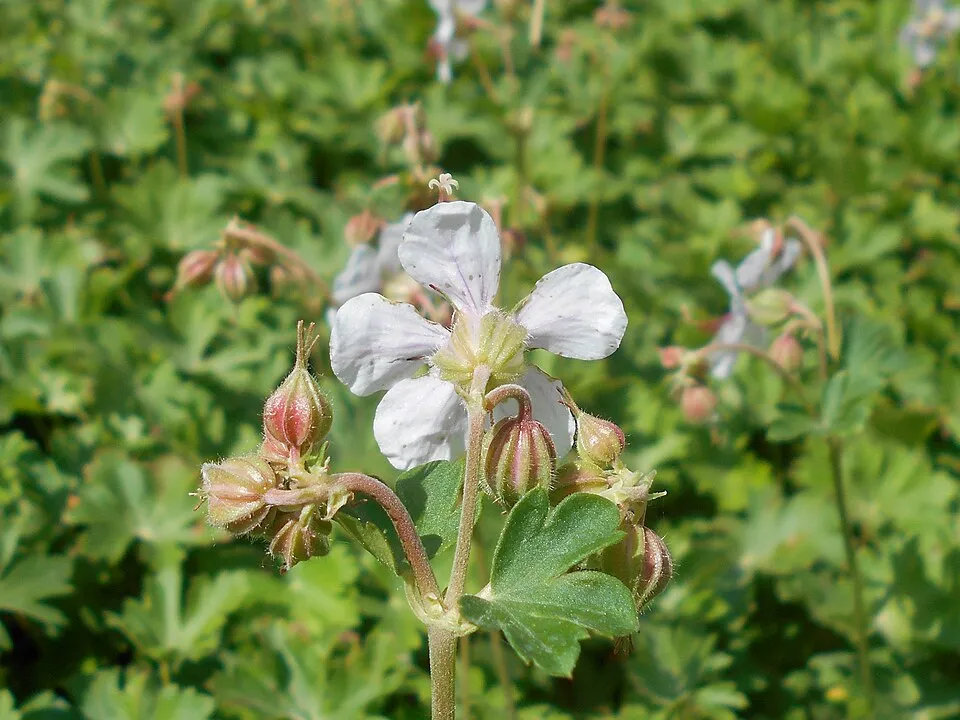Angol gólyaorr / Geranium × cantabrigiense 'Biokovo'