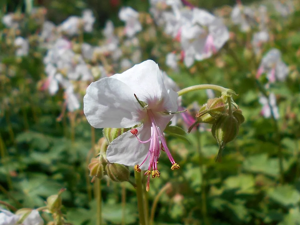 Angol gólyaorr / Geranium × cantabrigiense 'Biokovo'