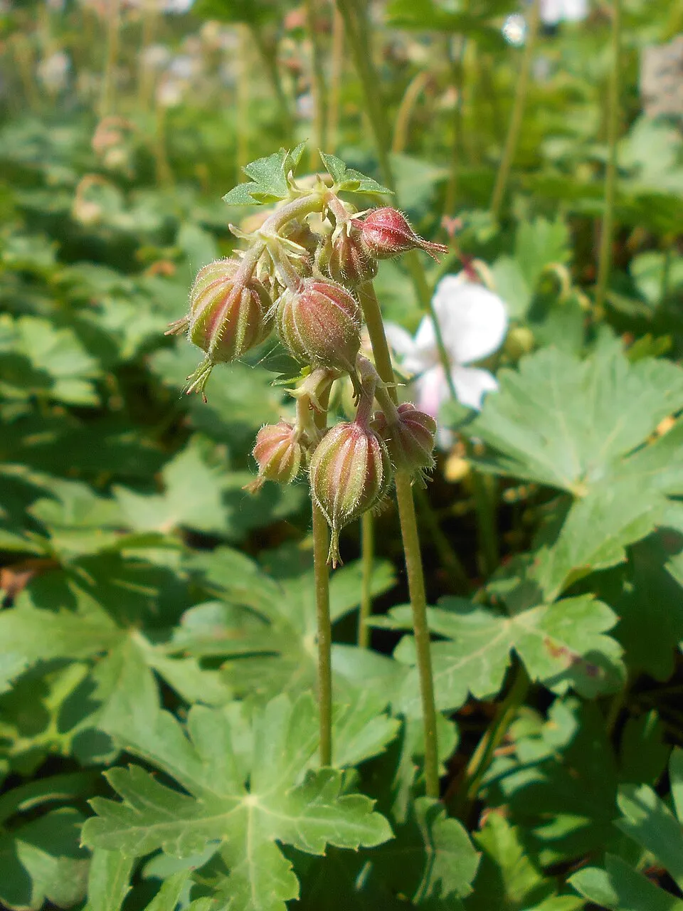 Angol gólyaorr / Geranium × cantabrigiense 'Biokovo'