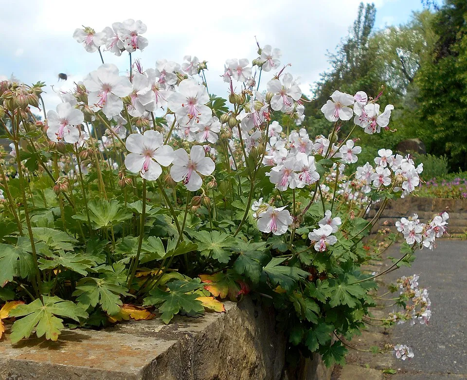 Angol gólyaorr / Geranium × cantabrigiense 'Biokovo'