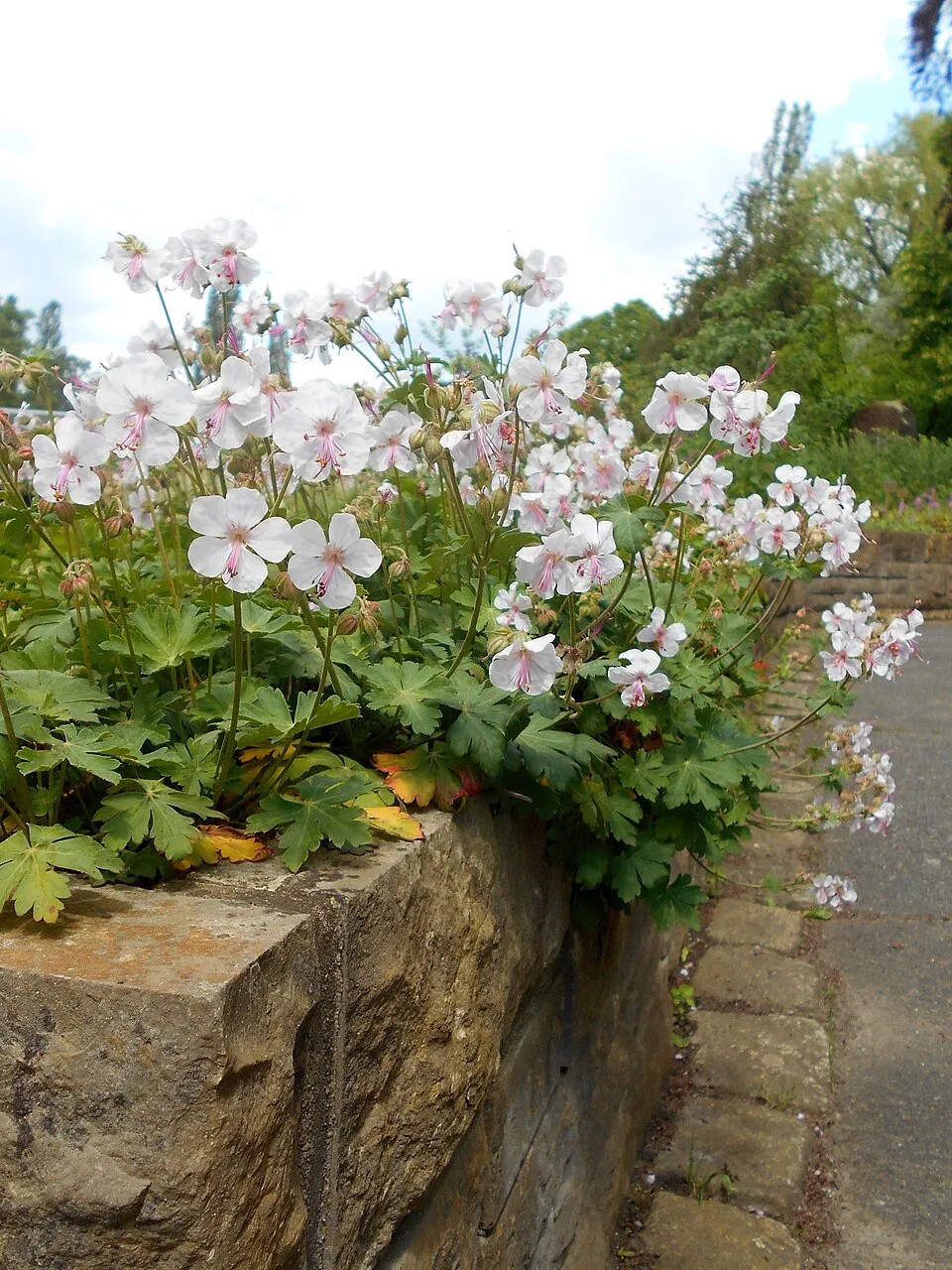 Angol gólyaorr / Geranium × cantabrigiense 'Biokovo'