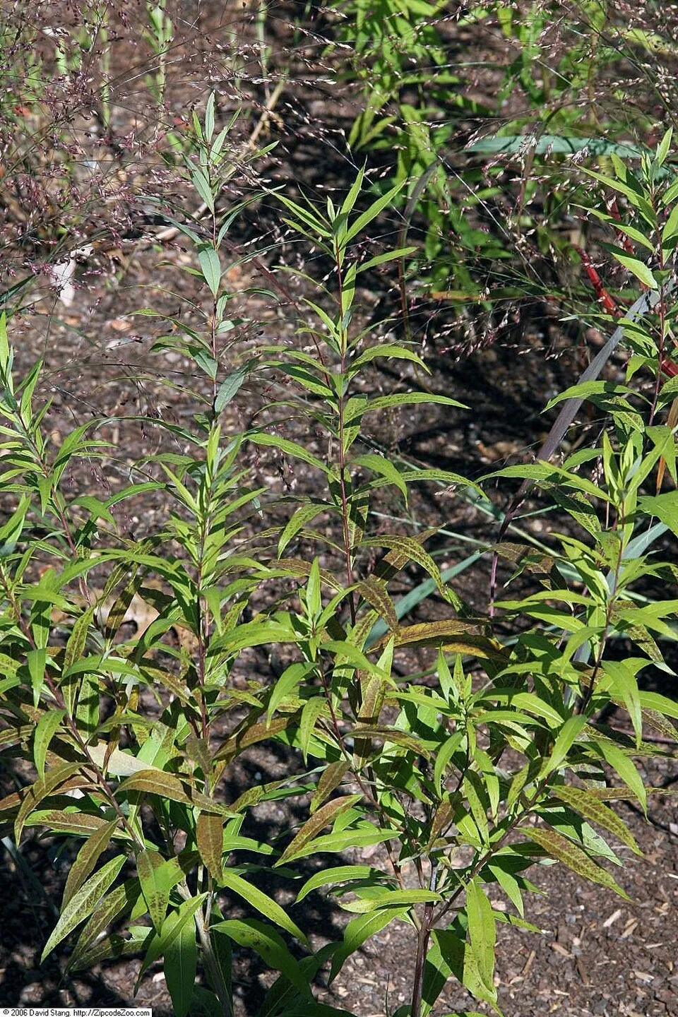 Széleslevelű csillagmeténg / Amsonia tabernaemontana 'Storm Cloud'