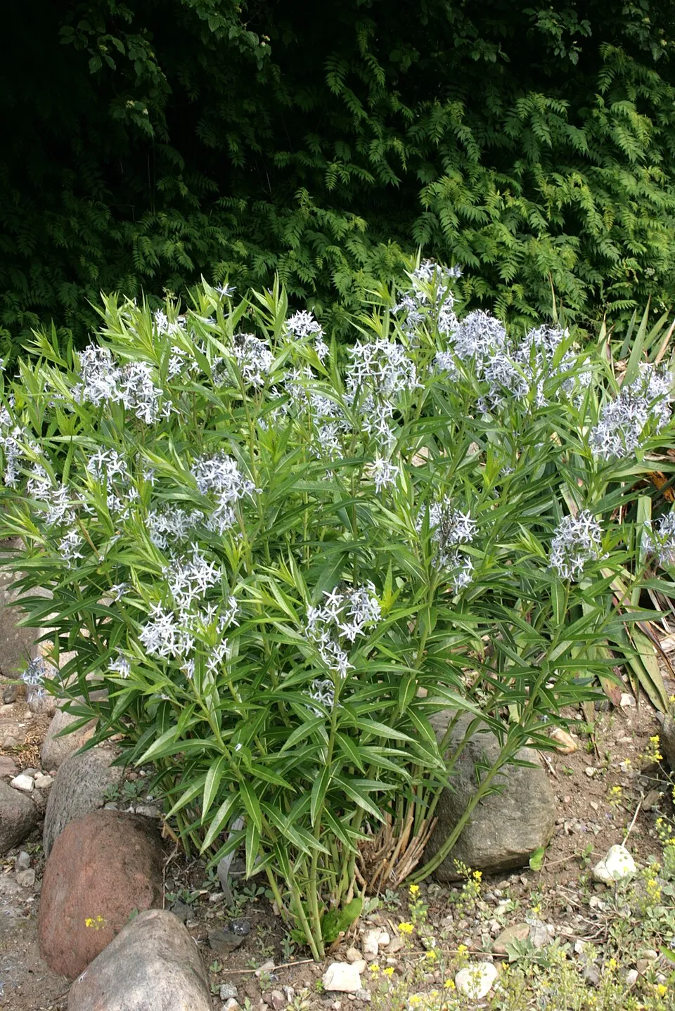 Széleslevelű csillagmeténg / Amsonia tabernaemontana 'Storm Cloud'