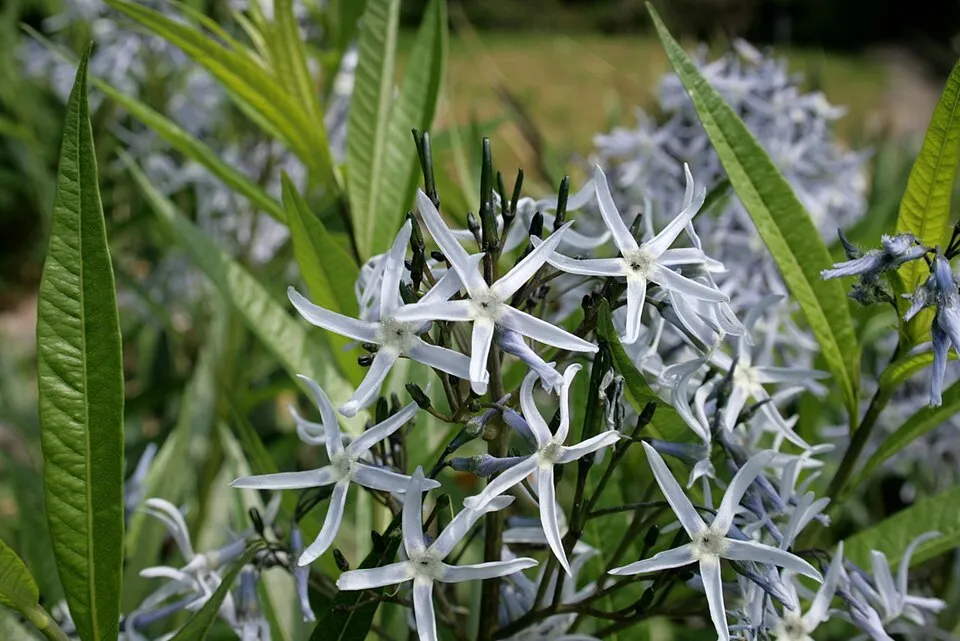 Széleslevelű csillagmeténg / Amsonia tabernaemontana 'Storm Cloud'