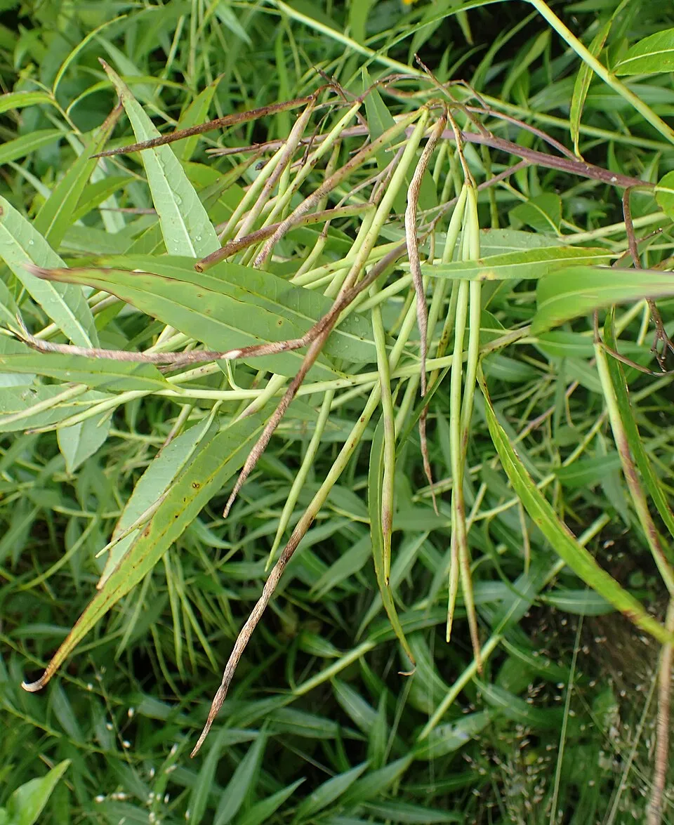 Széleslevelű csillagmeténg / Amsonia tabernaemontana 'Storm Cloud'