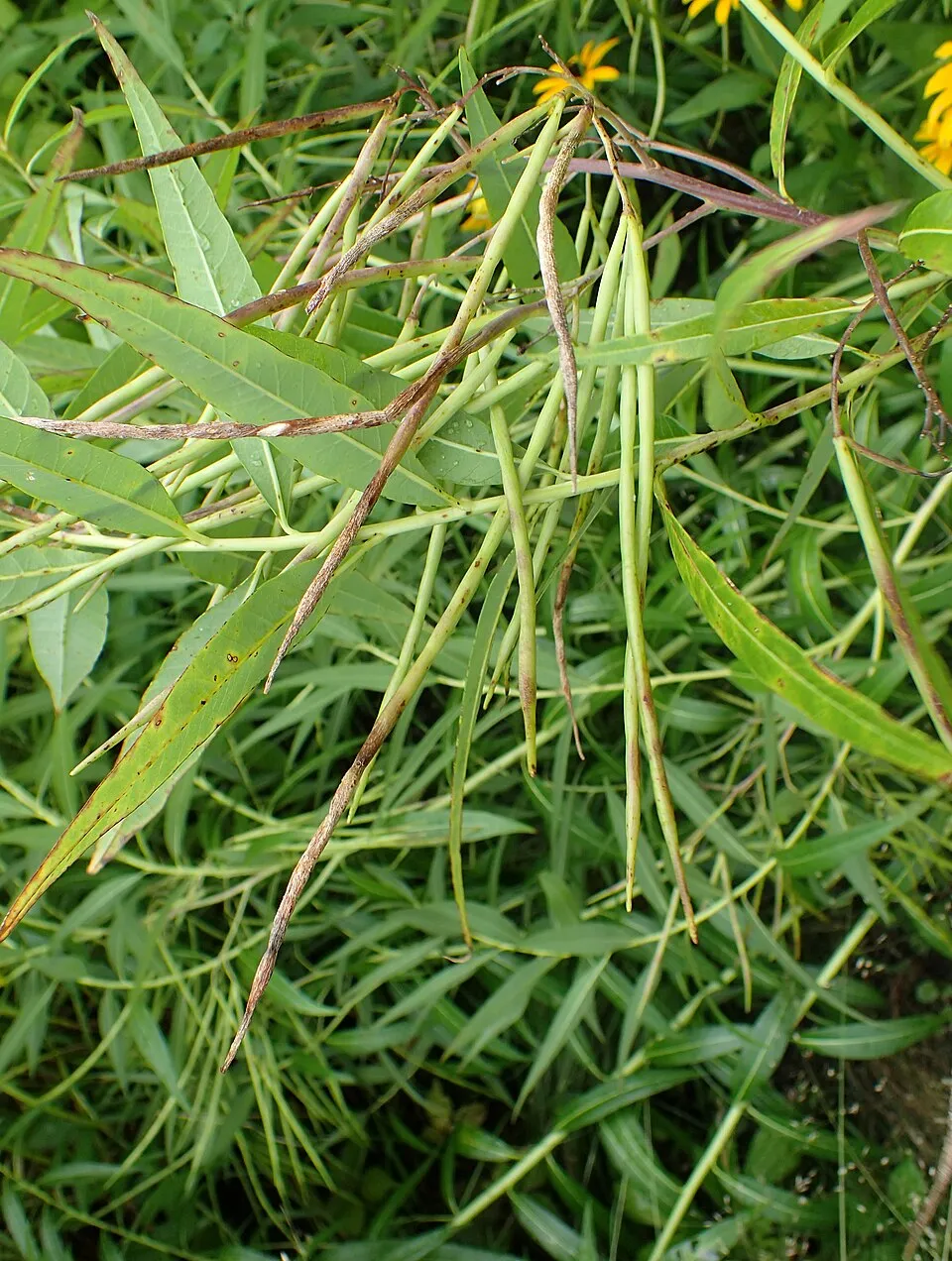 Széleslevelű csillagmeténg / Amsonia tabernaemontana 'Storm Cloud'