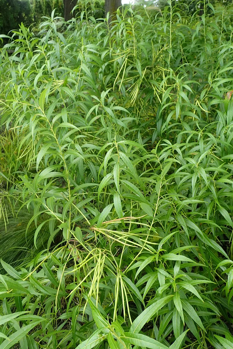 Széleslevelű csillagmeténg / Amsonia tabernaemontana 'Storm Cloud'