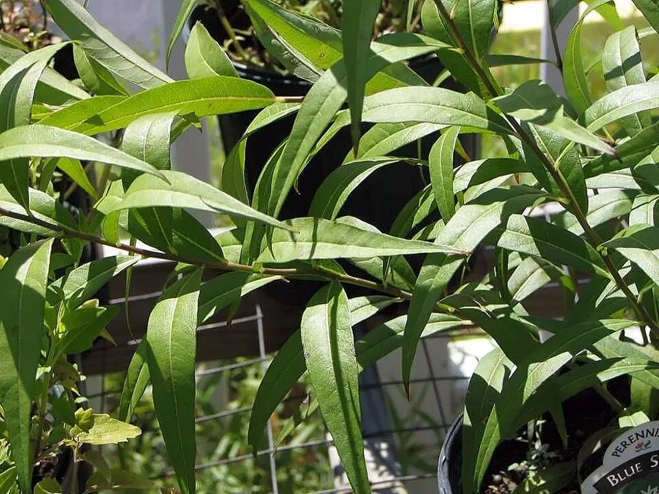 Széleslevelű csillagmeténg / Amsonia tabernaemontana 'Storm Cloud'