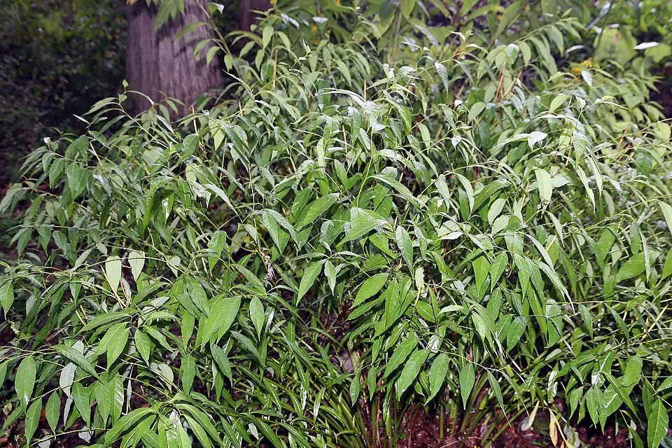 Széleslevelű csillagmeténg / Amsonia tabernaemontana 'Storm Cloud'