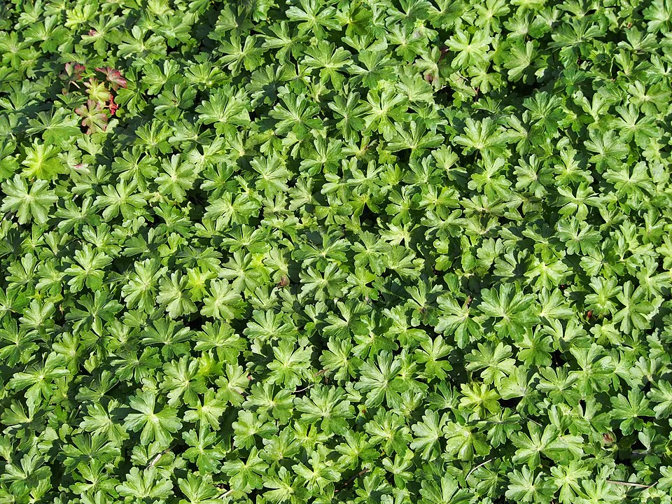 Angol gólyaorr / Geranium × cantabrigiense 'Cambridge'