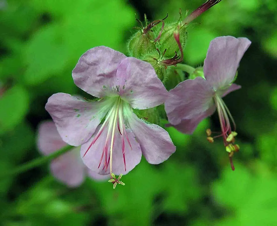 Angol gólyaorr / Geranium × cantabrigiense 'Cambridge'